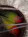 Love Bird